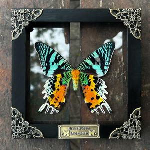 Our Oddities Collection