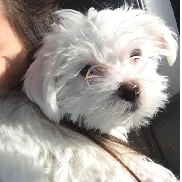 Got our first pet in February 2018