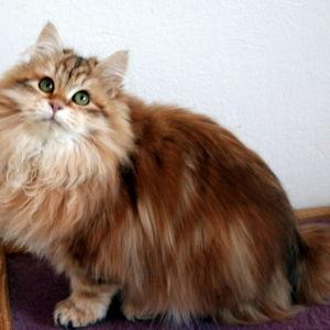 Cat fund!
