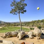 San Diego Zoo Safari Park