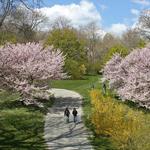Arnold Arboretum of Harvard University