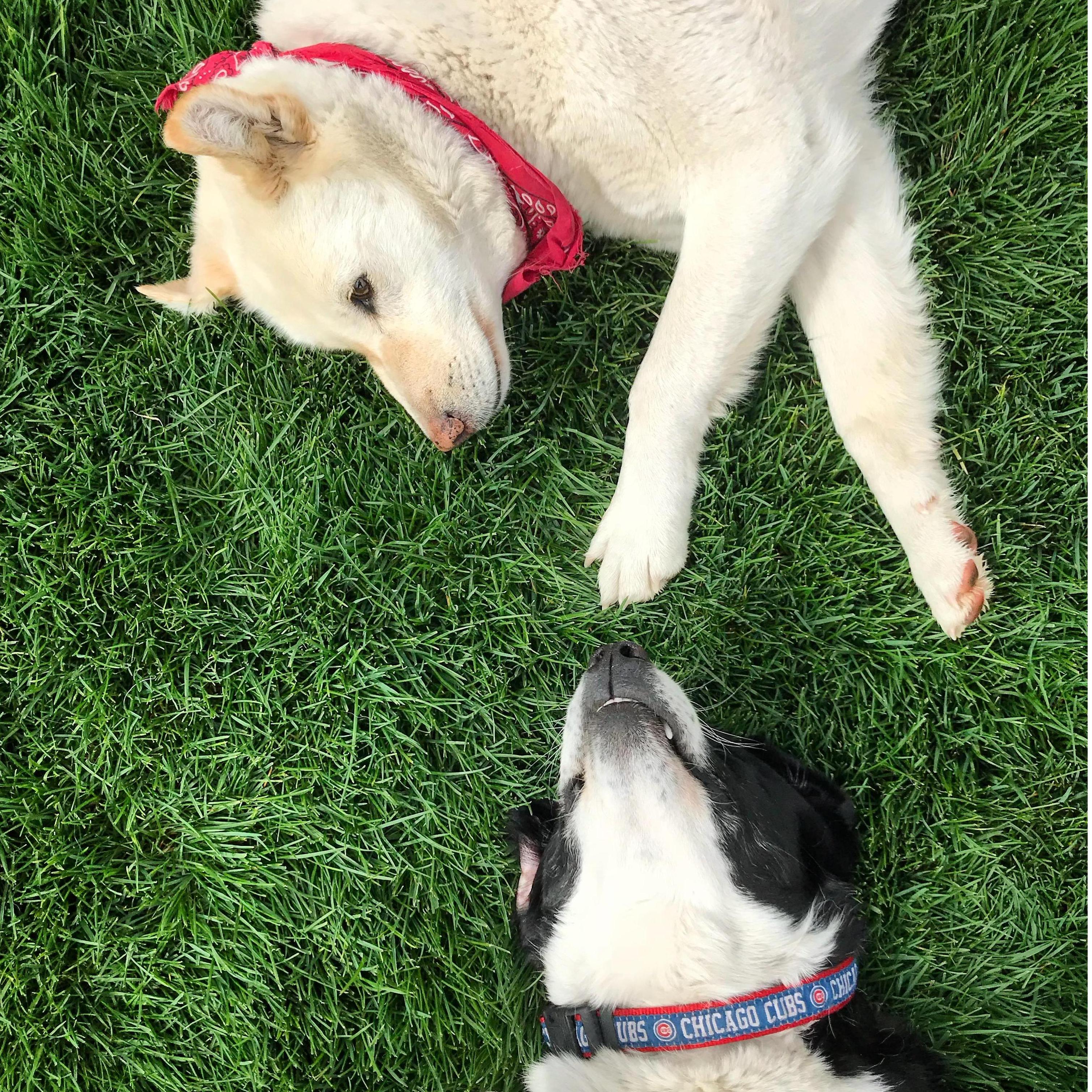 We know we are a little obscessed, but we spend a lot of time with the pups! Theyre the best hiking buds we could ask for.