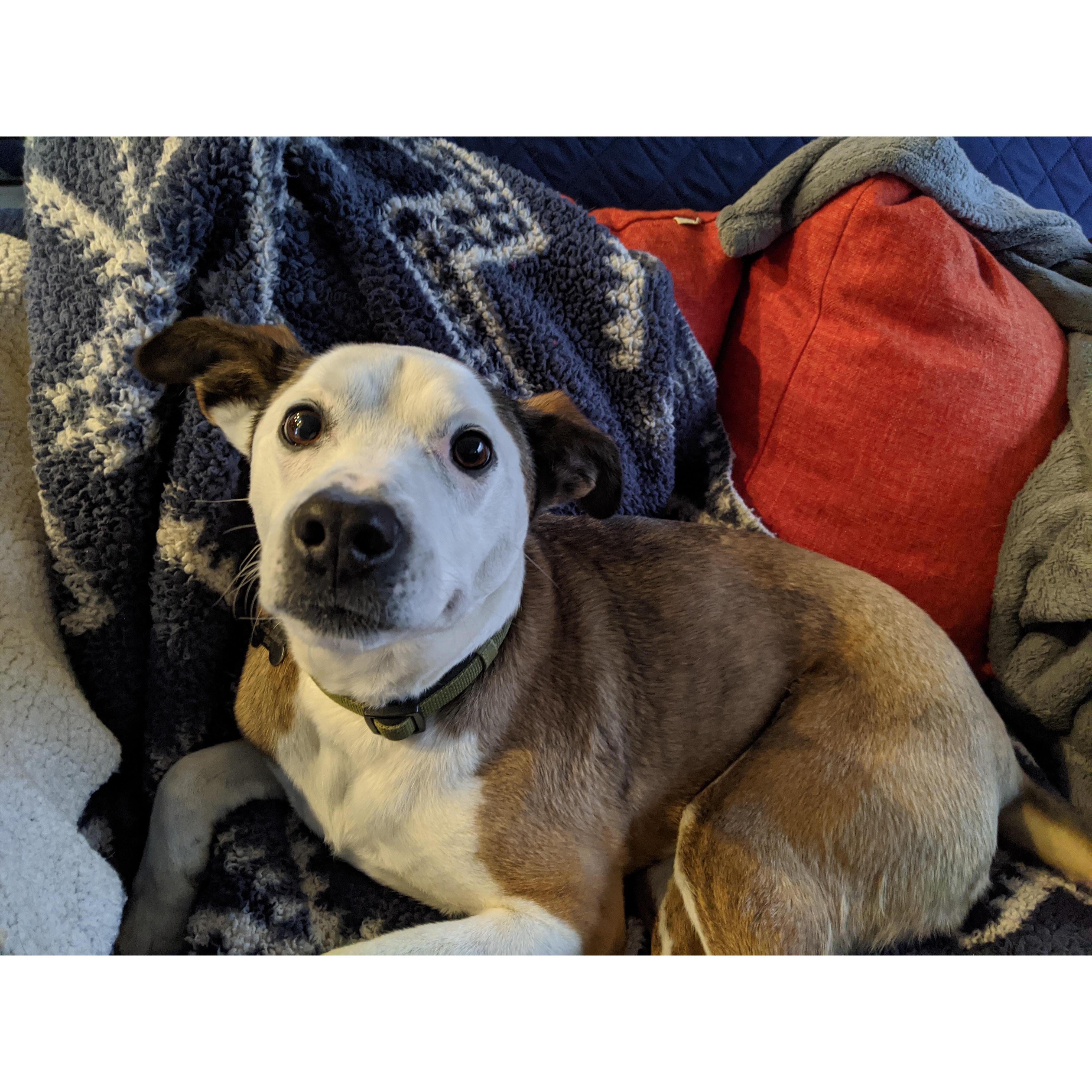 Our sweet boy, Snarls Barkley.