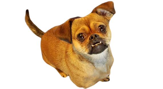 Footer image