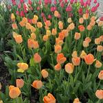 Minnesota Landscape Arboretum
