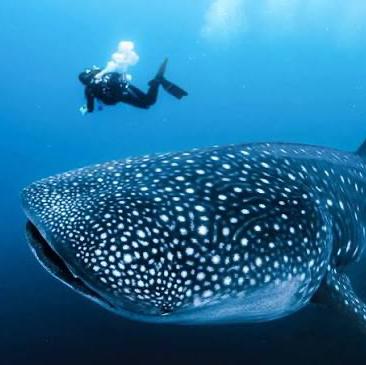 Swimming with Whale Sharks!