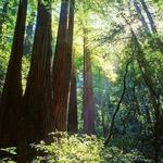 Redwood Regional Park