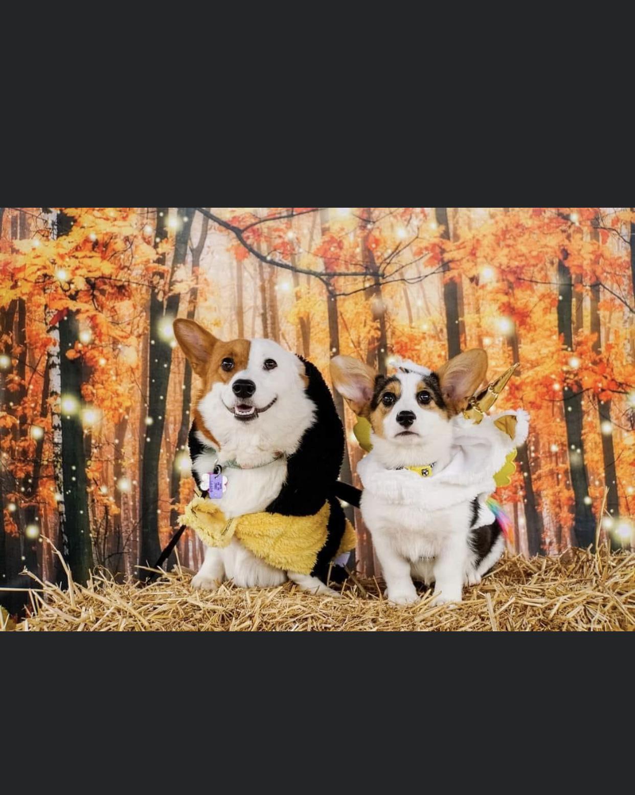 🐶💜Oaklynn And Willow💗🐶