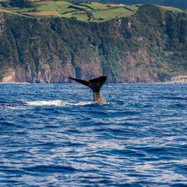 Whale watching tour in Azores, Portugal
