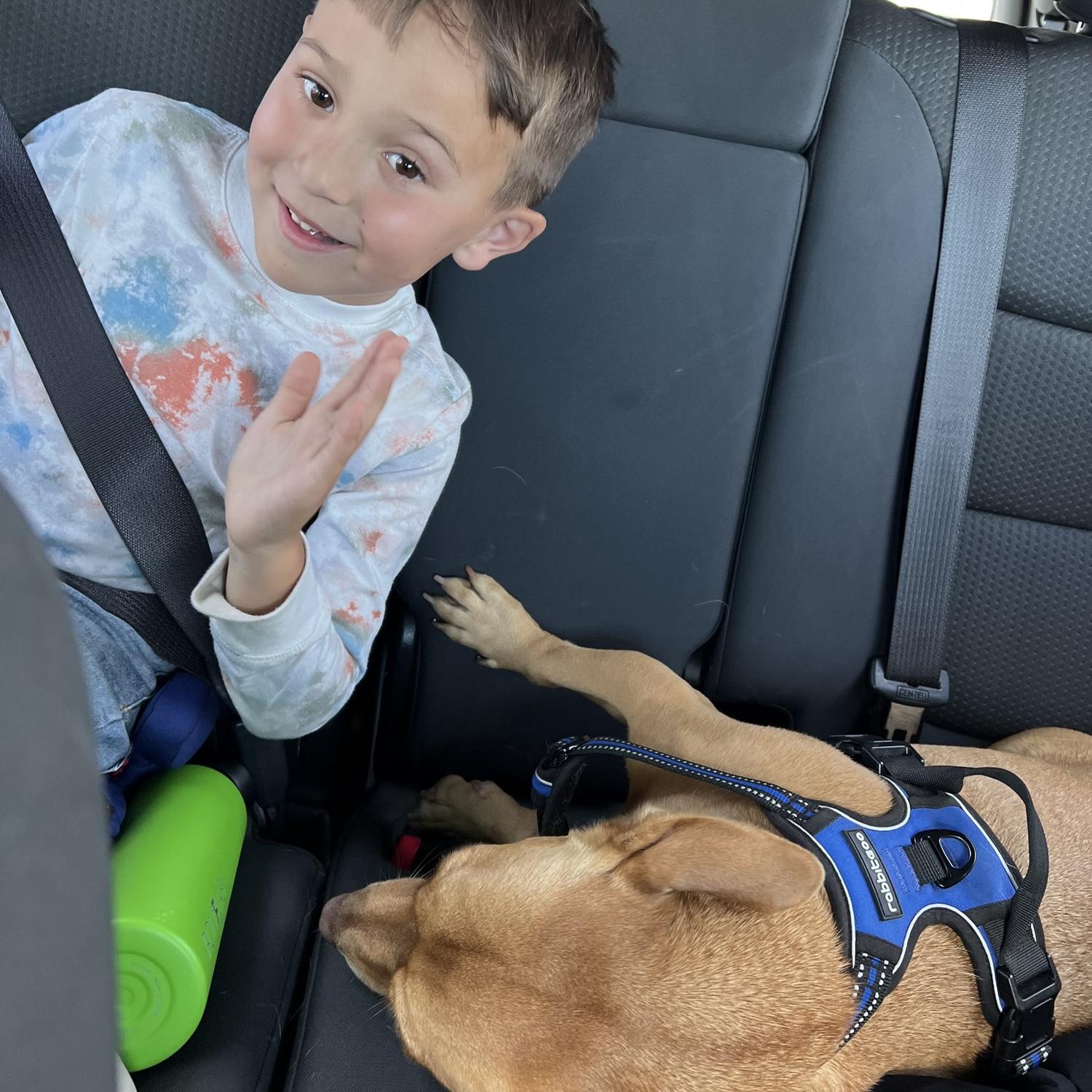 Car rides with the dogs