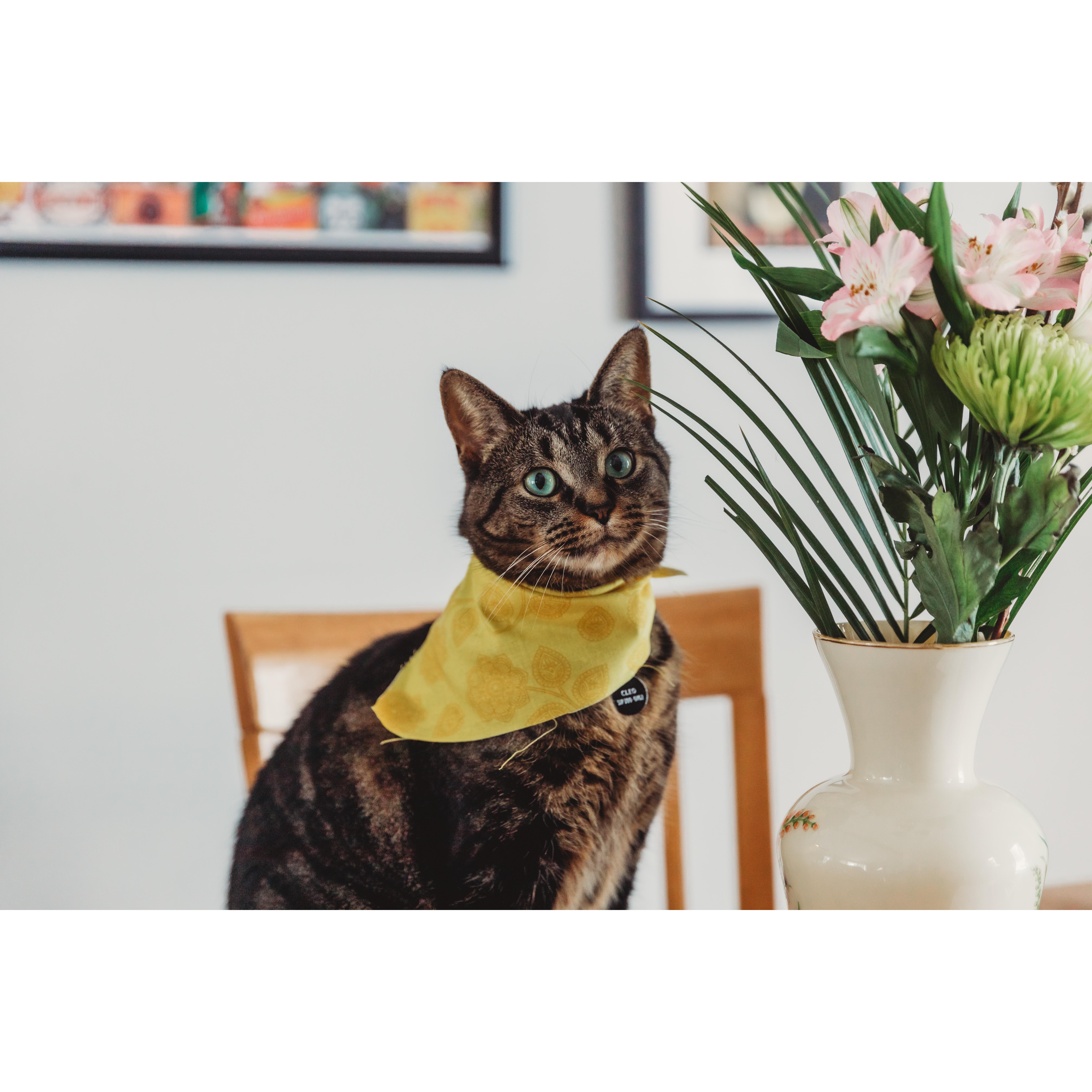 Our first fur baby, almost 6 year old Cleopatra