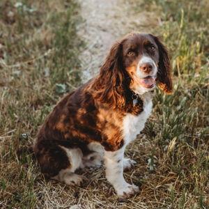 Greenies Fund