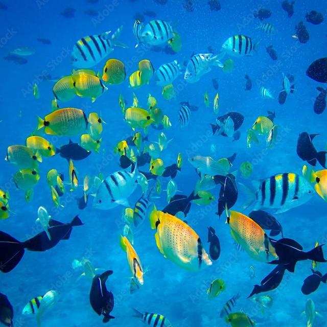 Honeymoon - Chartered Fishing Excursion
