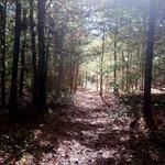 Beebe Woods