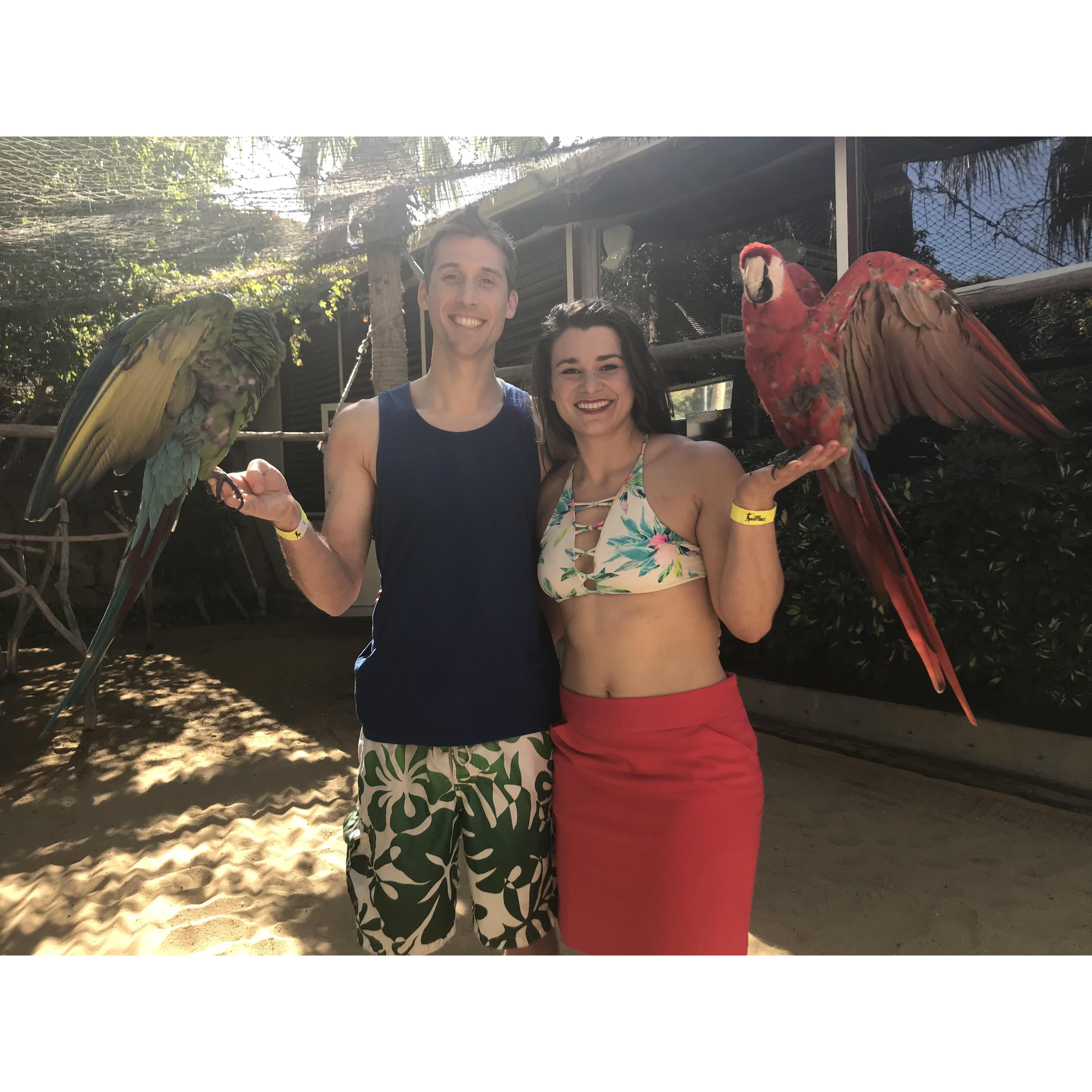 Love birds