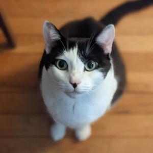 Treats for Hazel