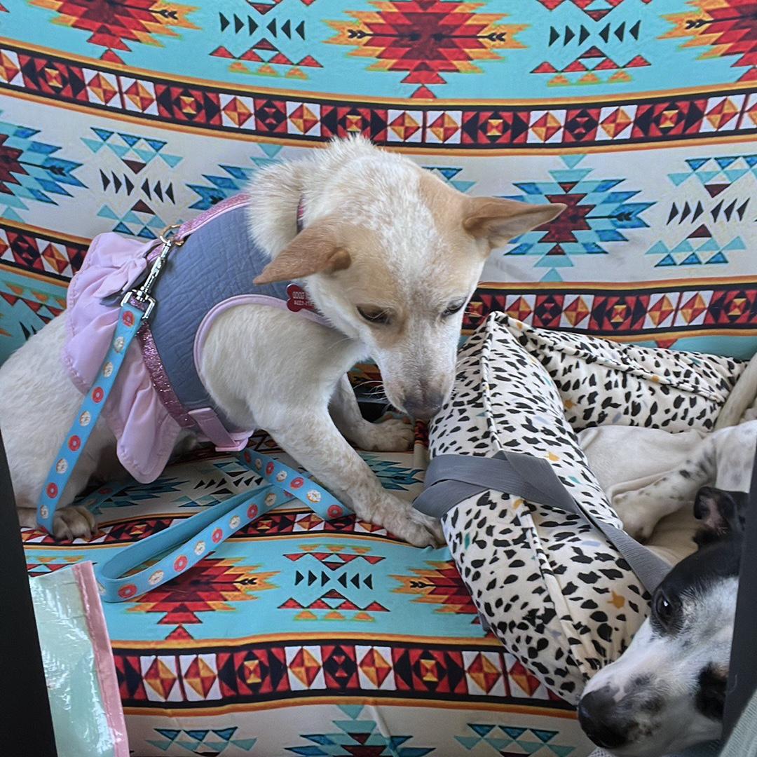 HAZEL GOT A SISTER.. Welcomed Mimosa to our family.