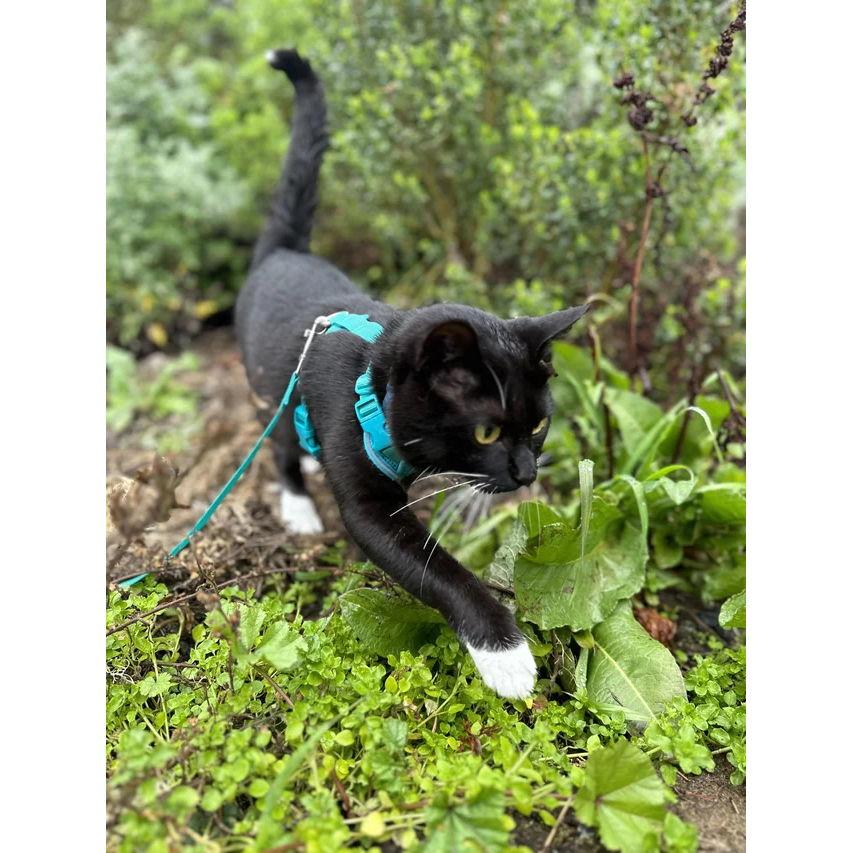 Our little adventure cat, Nørby!