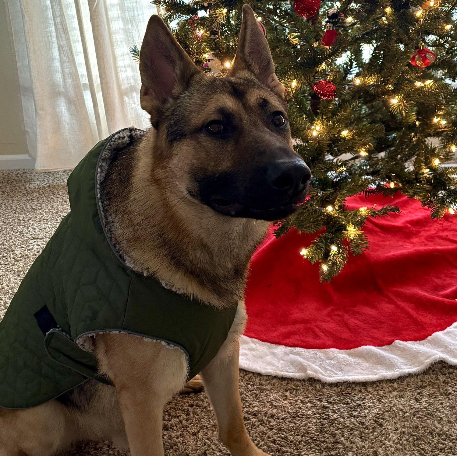 handsome Christmas photo