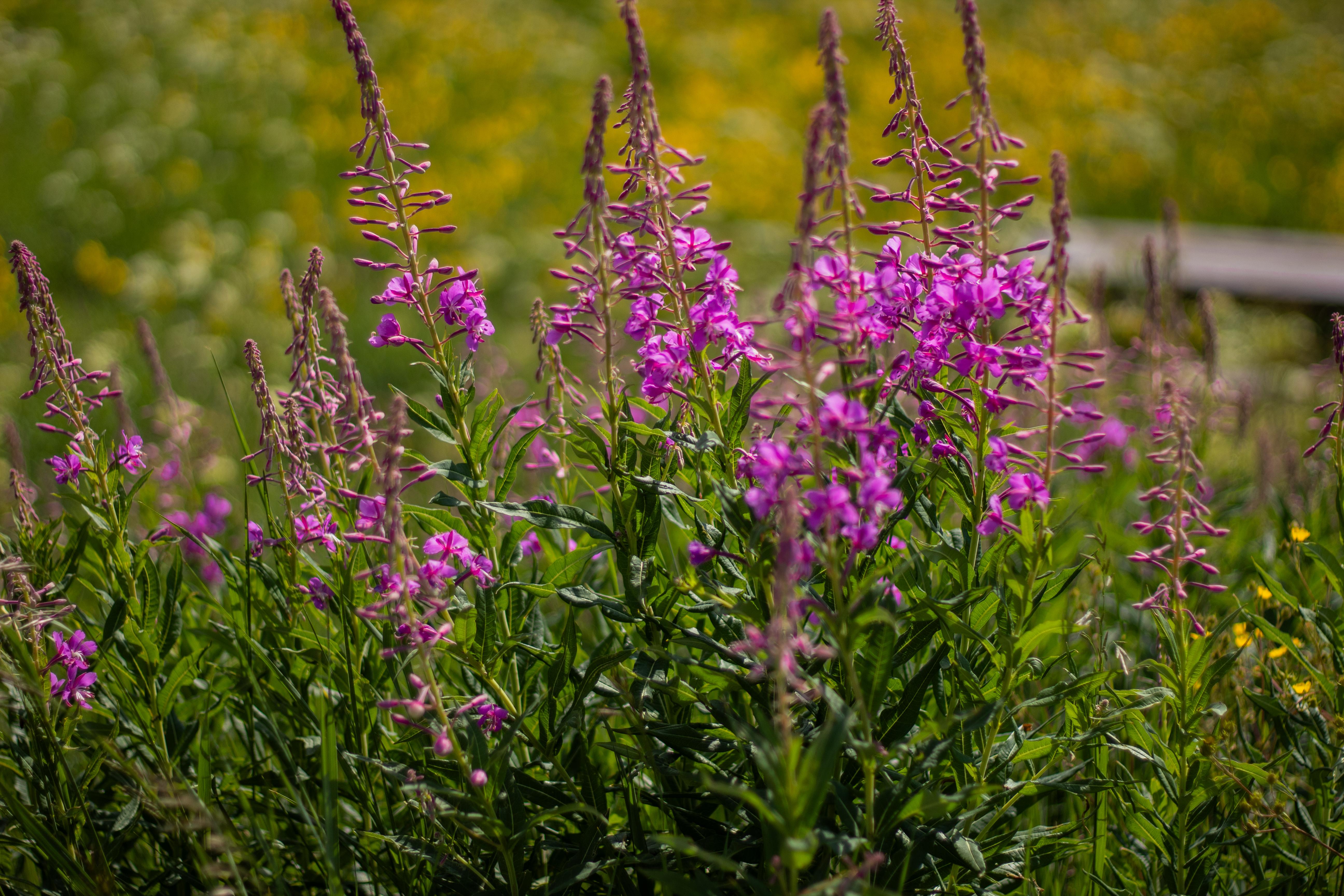 The Wedding Website of Michelle Knapp and Travis Bomkamp