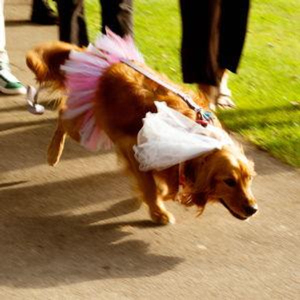 Future Dog Fund