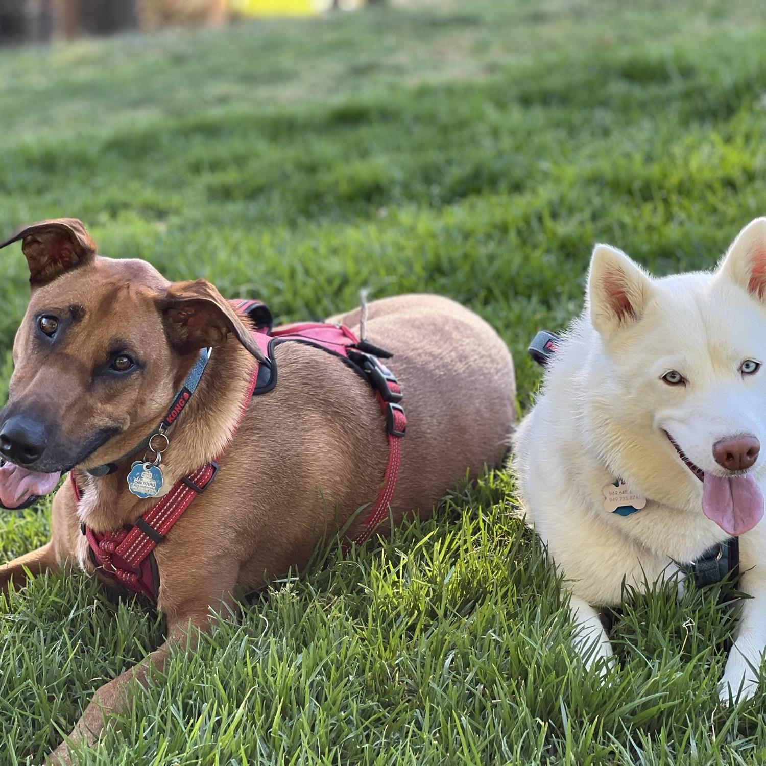 Wrigley & Ciri