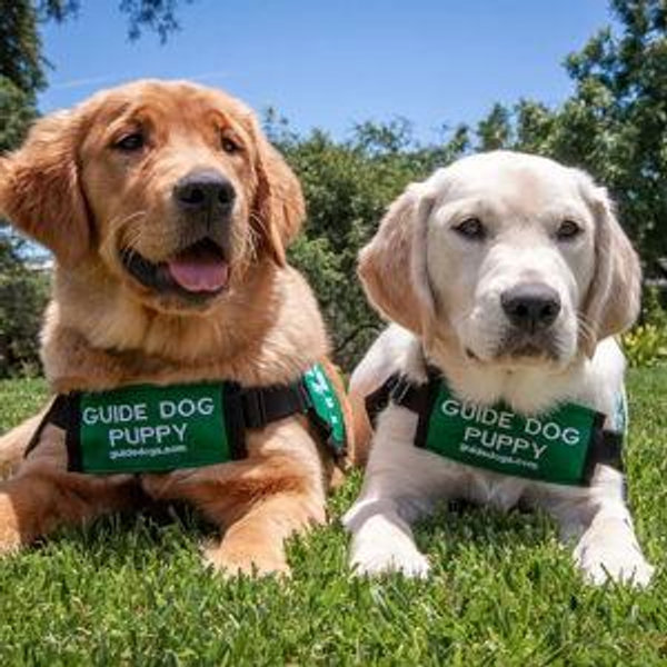 Charity fund- Guide Dogs for the Blind