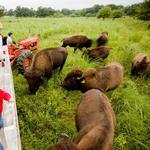 Hawkeye Buffalo Ranch & Store