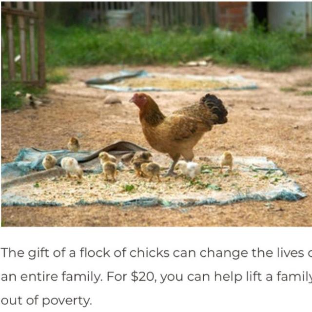 Donation to The Heifer Project