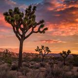 Joshua Tree National Park