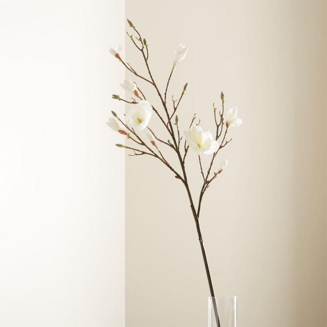 Magnolia Flower Branch