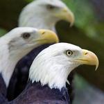 Washington Park Zoo