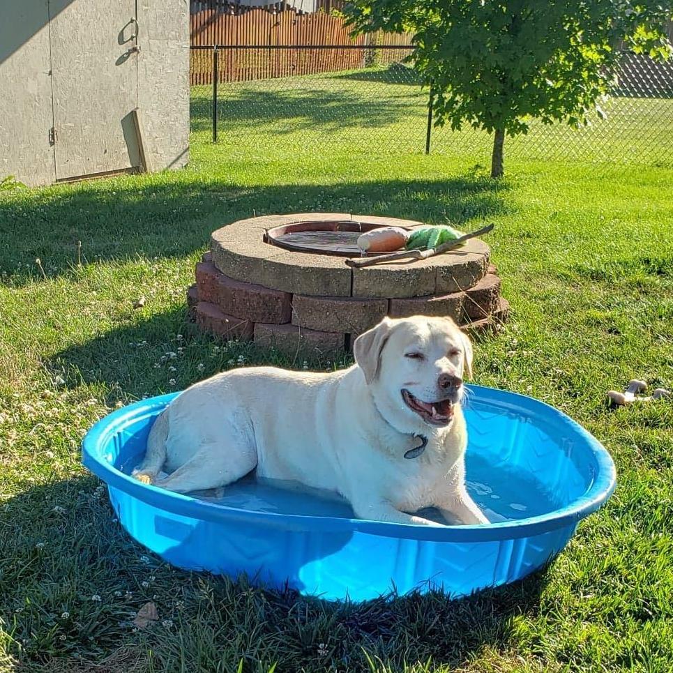 Is it even a summer without a Labrador in a pool?