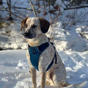 Orosi Rescue - Now Safely Home