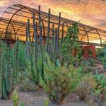 Desert Botanical Garden