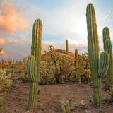 Desert Botanical Garden