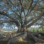 Moreton Bay Fig Tree