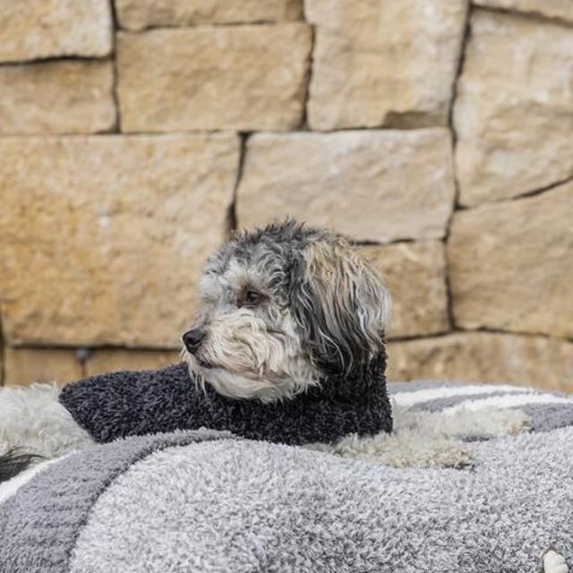 Barefoot Dreams® - COZYCHIC® COZY PET BED