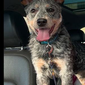 Honeymoon Dog Sitter