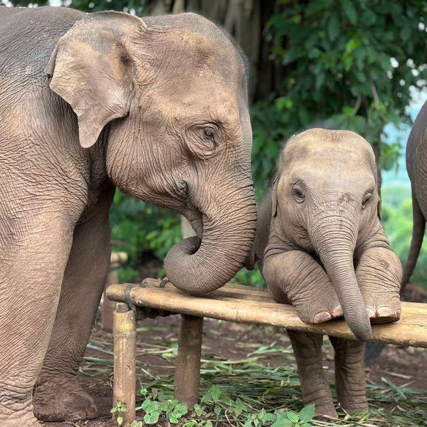 Elephant Sanctuary Experience in Chiang Mai for Two