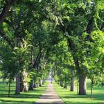 Colorado State University