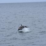 Go on a whale watching tour