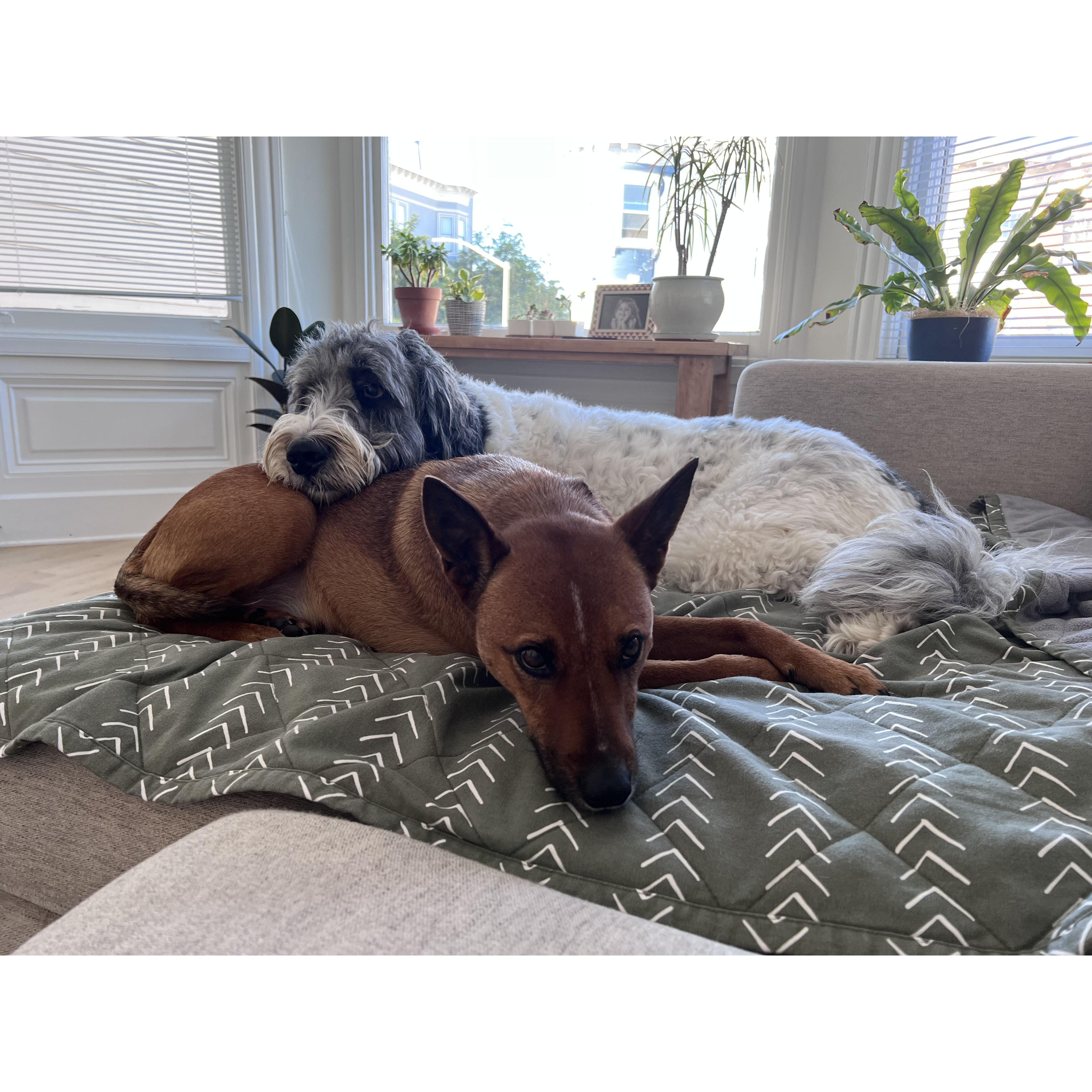 Our snuggling fur babies