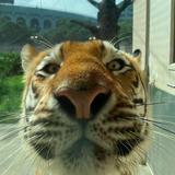 Mike the Tiger's Habitat
