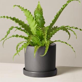 Bird's Nest Fern