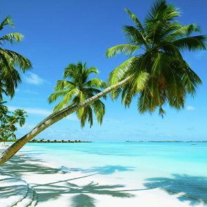 Honeymoon Fund