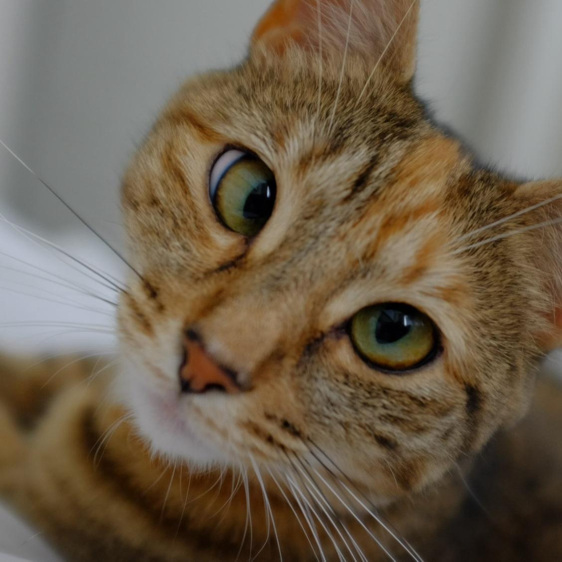 Our cross eyed Posie