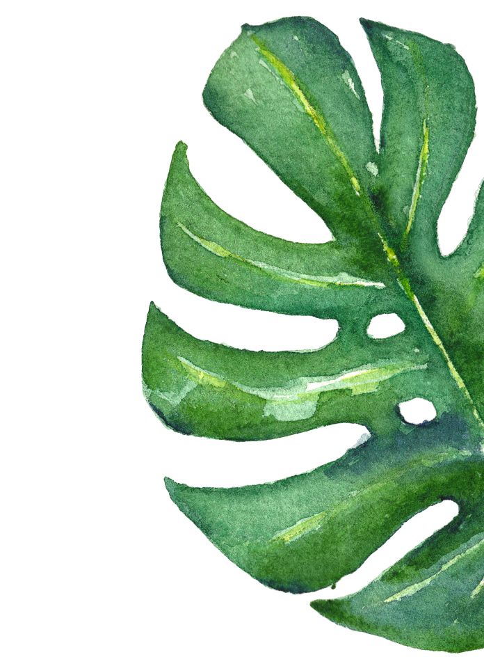 Monstera Leaf