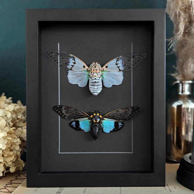 Real Ghost Cicadas in 9x7 inch black Box Frame, Oddities Entomology Display for Gothic and Taxidermy Wall Decor & Gift