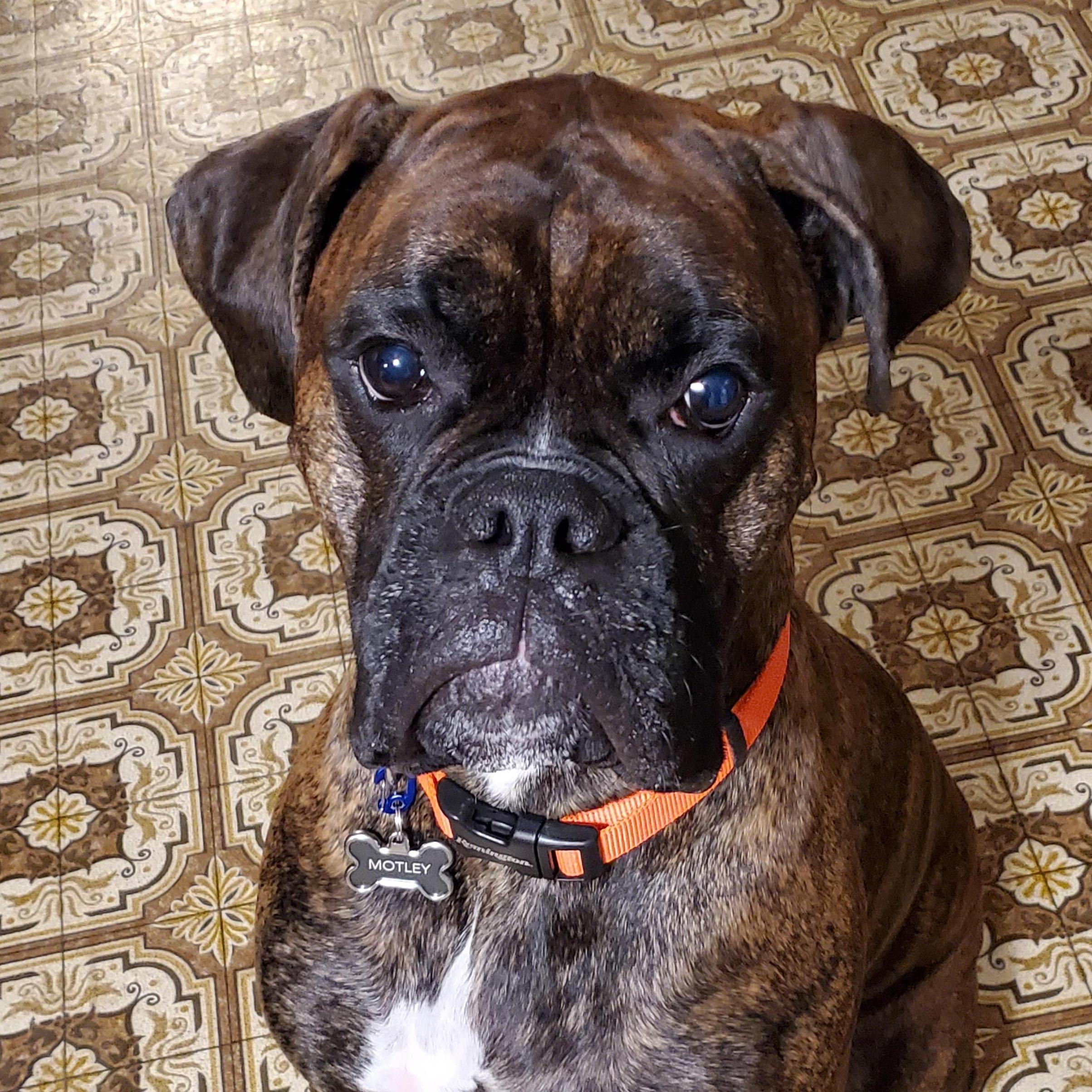 Our Handsome Boy Motley